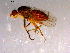  ( - 10PROBE-14497)  @13 [ ] CreativeCommons - Attribution (2011) CBG Photography Group Centre for Biodiversity Genomics