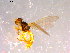  ( - 10PROBE-14512)  @13 [ ] CreativeCommons - Attribution (2011) CBG Photography Group Centre for Biodiversity Genomics