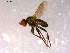  ( - 10PROBE-14523)  @13 [ ] CreativeCommons - Attribution (2011) CBG Photography Group Centre for Biodiversity Genomics