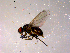  ( - 10PROBE-14532)  @13 [ ] CreativeCommons - Attribution (2011) CBG Photography Group Centre for Biodiversity Genomics