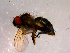  ( - 10PROBE-14535)  @13 [ ] CreativeCommons - Attribution (2011) CBG Photography Group Centre for Biodiversity Genomics