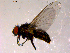  ( - 10PROBE-14552)  @13 [ ] CreativeCommons - Attribution (2011) CBG Photography Group Centre for Biodiversity Genomics