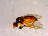  ( - 10PROBE-14613)  @12 [ ] CreativeCommons - Attribution (2011) CBG Photography Group Centre for Biodiversity Genomics