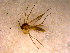  (Brevicornu sp. CJB11 - 10PROBE-14637)  @13 [ ] CreativeCommons - Attribution (2011) CBG Photography Group Centre for Biodiversity Genomics