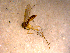  ( - 10PROBE-14638)  @12 [ ] CreativeCommons - Attribution (2011) CBG Photography Group Centre for Biodiversity Genomics