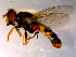  ( - 10PROBE-14639)  @13 [ ] CreativeCommons - Attribution (2011) CBG Photography Group Centre for Biodiversity Genomics