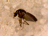  ( - 10PROBE-14721)  @12 [ ] CreativeCommons - Attribution (2011) CBG Photography Group Centre for Biodiversity Genomics