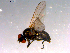  ( - 10PROBE-14752)  @12 [ ] CreativeCommons - Attribution (2011) CBG Photography Group Centre for Biodiversity Genomics
