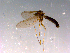  ( - 10PROBE-14786)  @12 [ ] CreativeCommons - Attribution (2011) CBG Photography Group Centre for Biodiversity Genomics