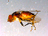  ( - 10PROBE-14806)  @12 [ ] CreativeCommons - Attribution (2011) CBG Photography Group Centre for Biodiversity Genomics