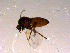  ( - 10PROBE-14839)  @12 [ ] CreativeCommons - Attribution (2011) CBG Photography Group Centre for Biodiversity Genomics