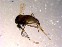  ( - 10PROBE-14841)  @12 [ ] CreativeCommons - Attribution (2011) CBG Photography Group Centre for Biodiversity Genomics