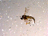  ( - 10PROBE-14848)  @12 [ ] CreativeCommons - Attribution (2011) CBG Photography Group Centre for Biodiversity Genomics