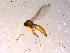  ( - 10PROBE-14849)  @12 [ ] CreativeCommons - Attribution (2011) CBG Photography Group Centre for Biodiversity Genomics