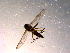  ( - 10PROBE-14854)  @12 [ ] CreativeCommons - Attribution (2011) CBG Photography Group Centre for Biodiversity Genomics