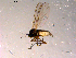  ( - 10PROBE-14862)  @12 [ ] CreativeCommons - Attribution (2011) CBG Photography Group Centre for Biodiversity Genomics