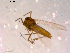  ( - 10PROBE-14874)  @13 [ ] CreativeCommons - Attribution (2011) CBG Photography Group Centre for Biodiversity Genomics