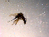  ( - 10PROBE-14882)  @12 [ ] CreativeCommons - Attribution (2011) CBG Photography Group Centre for Biodiversity Genomics
