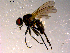  ( - 10PROBE-14883)  @13 [ ] CreativeCommons - Attribution (2011) CBG Photography Group Centre for Biodiversity Genomics