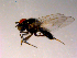  ( - 10PROBE-14971)  @12 [ ] CreativeCommons - Attribution (2011) CBG Photography Group Centre for Biodiversity Genomics