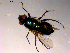  ( - 10PROBE-14973)  @12 [ ] CreativeCommons - Attribution (2011) CBG Photography Group Centre for Biodiversity Genomics