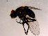  ( - 10PROBE-15004)  @13 [ ] CreativeCommons - Attribution (2011) CBG Photography Group Centre for Biodiversity Genomics