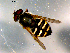  ( - 10PROBE-15043)  @12 [ ] CreativeCommons - Attribution (2011) CBG Photography Group Centre for Biodiversity Genomics