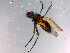  ( - 10PROBE-15062)  @13 [ ] CreativeCommons - Attribution (2011) CBG Photography Group Centre for Biodiversity Genomics