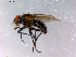  ( - 10PROBE-15066)  @13 [ ] CreativeCommons - Attribution (2011) CBG Photography Group Centre for Biodiversity Genomics
