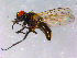  ( - 10PROBE-15071)  @13 [ ] CreativeCommons - Attribution (2011) CBG Photography Group Centre for Biodiversity Genomics