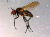  ( - 10PROBE-15102)  @13 [ ] CreativeCommons - Attribution (2011) CBG Photography Group Centre for Biodiversity Genomics