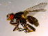  ( - 10PROBE-15113)  @14 [ ] CreativeCommons - Attribution (2011) CBG Photography Group Centre for Biodiversity Genomics