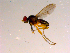  ( - 10PROBE-15251)  @12 [ ] CreativeCommons - Attribution (2011) CBG Photography Group Centre for Biodiversity Genomics