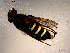  ( - 10PROBE-15280)  @12 [ ] CreativeCommons - Attribution (2011) CBG Photography Group Centre for Biodiversity Genomics