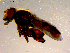  ( - 10PROBE-15281)  @13 [ ] CreativeCommons - Attribution (2011) CBG Photography Group Centre for Biodiversity Genomics