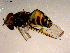  ( - 10PROBE-15283)  @12 [ ] CreativeCommons - Attribution (2011) CBG Photography Group Centre for Biodiversity Genomics