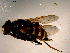  ( - 10PROBE-15284)  @12 [ ] CreativeCommons - Attribution (2011) CBG Photography Group Centre for Biodiversity Genomics