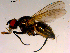  (Zaphne zetterstedtii - 10PROBE-15353)  @13 [ ] CreativeCommons - Attribution (2011) CBG Photography Group Centre for Biodiversity Genomics