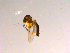  (Phronia sp. CJB02 - 10PROBE-15361)  @12 [ ] CreativeCommons - Attribution (2011) CBG Photography Group Centre for Biodiversity Genomics