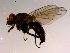  ( - 10PROBE-15390)  @13 [ ] CreativeCommons - Attribution (2011) CBG Photography Group Centre for Biodiversity Genomics