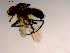  ( - 10PROBE-15439)  @13 [ ] CreativeCommons - Attribution (2011) CBG Photography Group Centre for Biodiversity Genomics