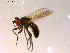  ( - 10PROBE-15452)  @13 [ ] CreativeCommons - Attribution (2011) CBG Photography Group Centre for Biodiversity Genomics