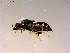  ( - 10PROBE-15455)  @13 [ ] CreativeCommons - Attribution (2011) CBG Photography Group Centre for Biodiversity Genomics