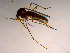  ( - 10PROBE-15476)  @13 [ ] CreativeCommons - Attribution (2011) CBG Photography Group Centre for Biodiversity Genomics