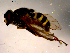  ( - 10PROBE-15482)  @12 [ ] CreativeCommons - Attribution (2011) CBG Photography Group Centre for Biodiversity Genomics