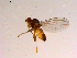  ( - 10PROBE-15525)  @13 [ ] CreativeCommons - Attribution (2011) CBG Photography Group Centre for Biodiversity Genomics