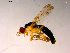 ( - 10PROBE-15543)  @13 [ ] CreativeCommons - Attribution (2011) CBG Photography Group Centre for Biodiversity Genomics