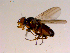  (Fiebrigella - 10PROBE-15567)  @13 [ ] CreativeCommons - Attribution (2011) CBG Photography Group Centre for Biodiversity Genomics