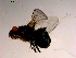  ( - 10PROBE-15595)  @12 [ ] CreativeCommons - Attribution (2011) CBG Photography Group Centre for Biodiversity Genomics