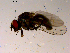  ( - 10PROBE-15606)  @13 [ ] CreativeCommons - Attribution (2011) CBG Photography Group Centre for Biodiversity Genomics